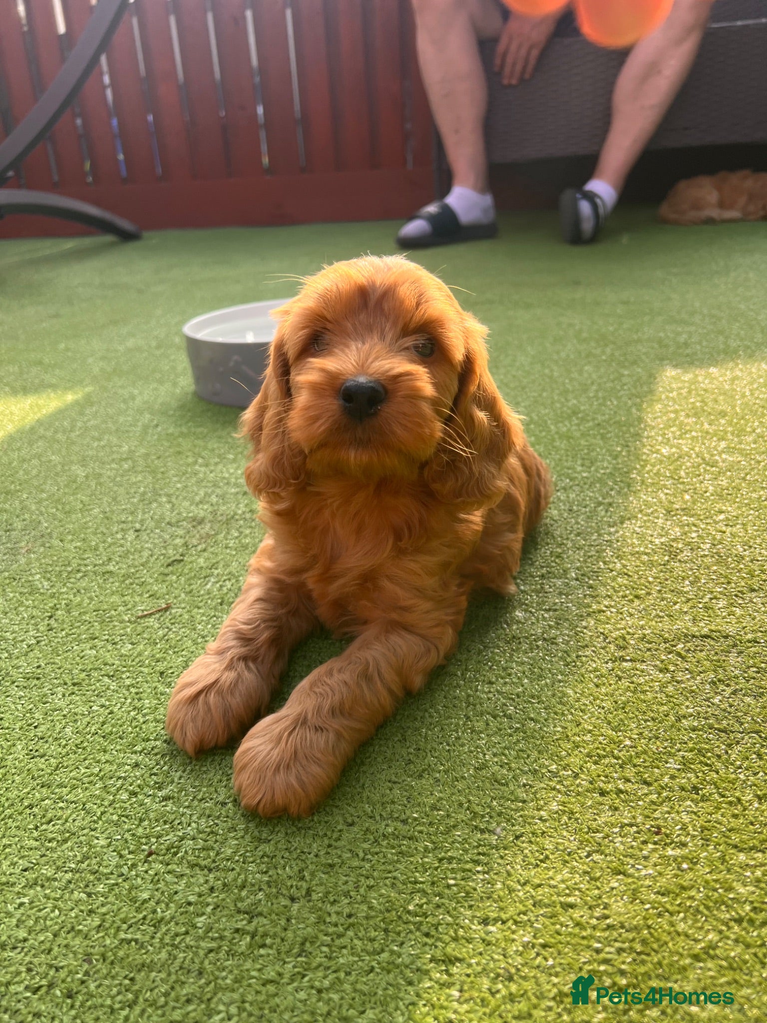 Cockapoo dogs F1 cockapoo only one boy available  - Advert 3