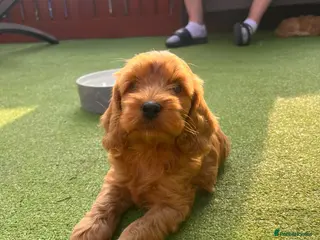 Cockapoo dogs F1 cockapoo only one boy available - Advert 14