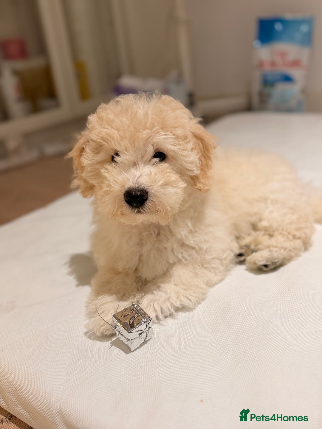 Maltipoo dogs for sale: Maltipoo puppy - Advert 3