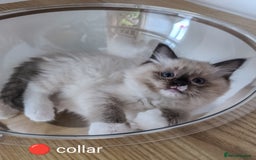 Ragdoll cats for sale: Adorable Ragdoll kittens - Image 4