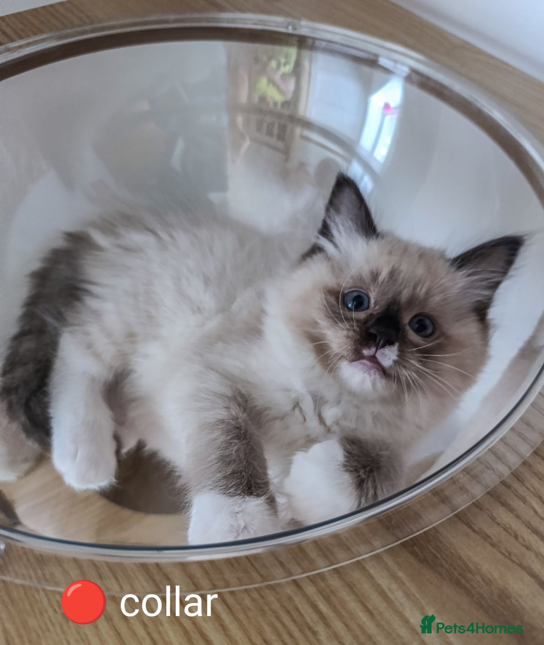 Ragdoll cats for sale: Adorable Ragdoll kittens - Image 4