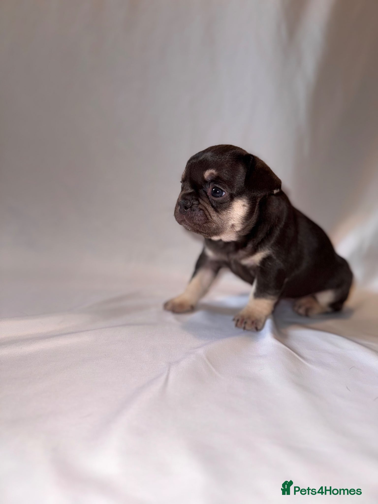 French Bulldog dogs for sale: Exceptional French Bulldog Puppies in Bristol - Advert 38