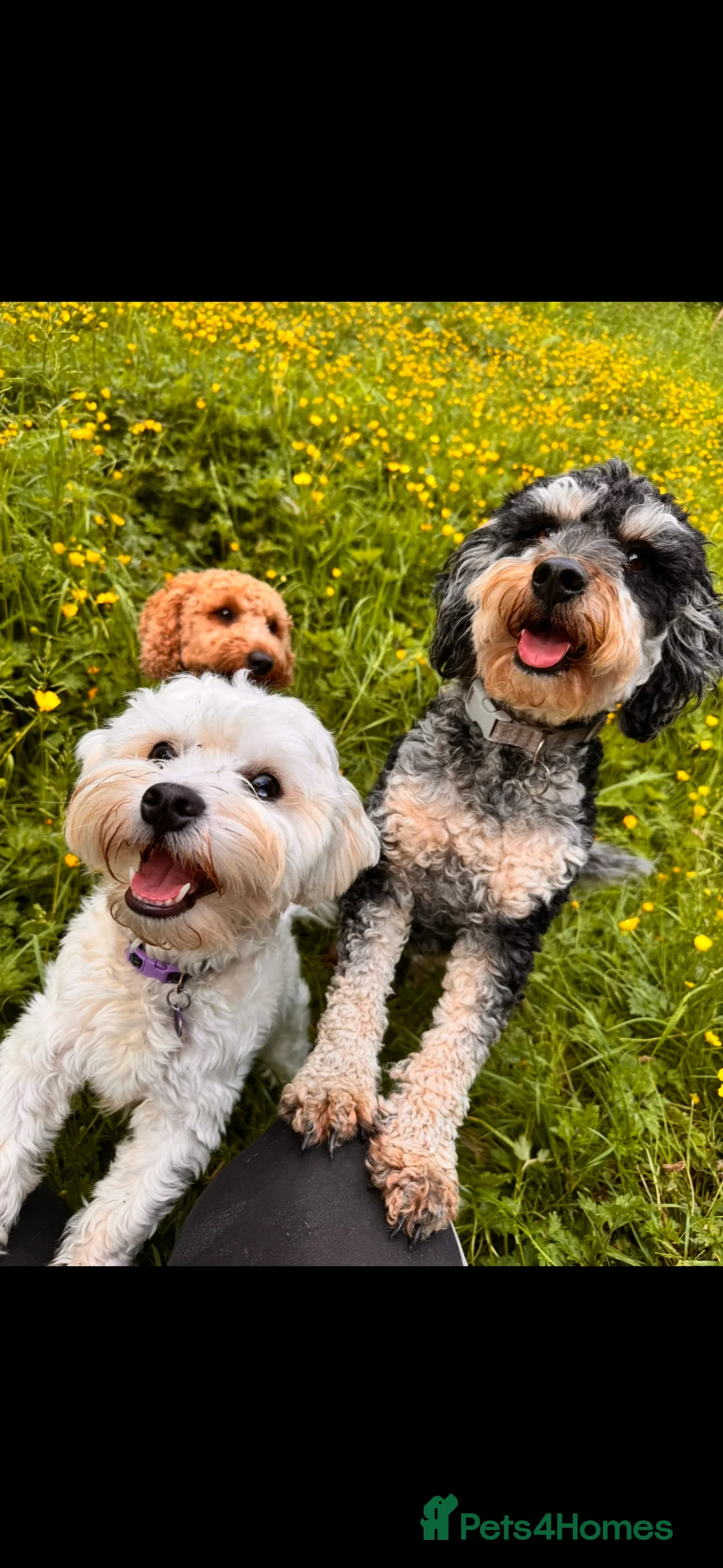 Mixed Breed dogs for sale: Puppies due 10 March - Advert 1