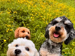 Mixed Breed dogs Puppies due 10 March - Advert 1