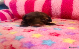 Miniature Dachshund dogs for sale: Stunning minature dachshund puppies - Image 20