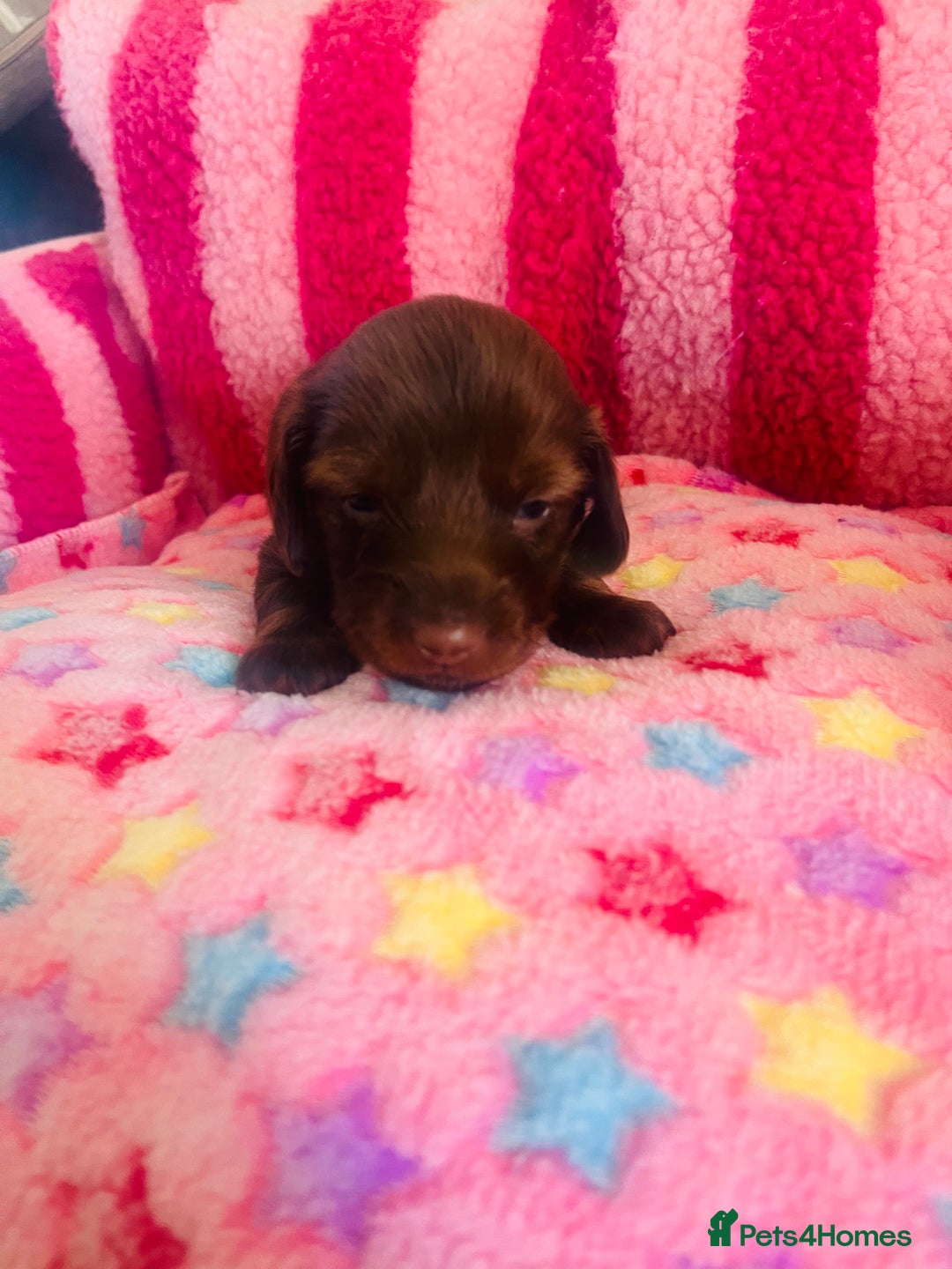 Miniature Dachshund dogs for sale: Stunning minature dachshund puppies - Image 20
