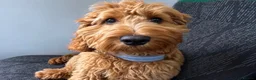 Cockapoo dogs for sale: Aston 6 month old cockapoo  in Torquay - Advert 2