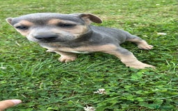 Jack Russell dogs for sale: Jack Russell, stunning litter,  in Doncaster - Image 36