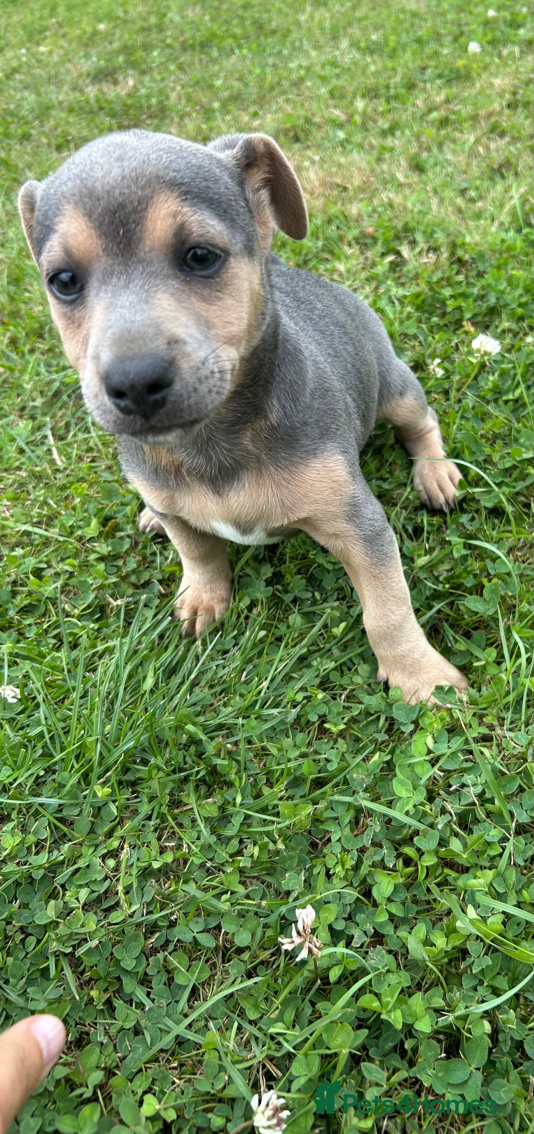 Jack Russell dogs for sale: Jack Russell, stunning litter,  in Doncaster - Image 36