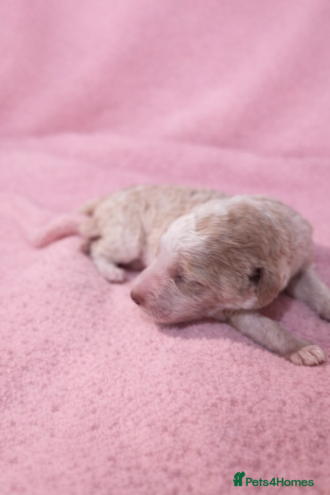 Standard Poodle dogs for sale: Exceptional Standard Poodle Puppies - Advert 9