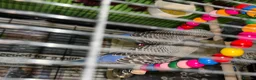 Budgerigars birds for sale: Bf/bw baby budgies  - Advert 3