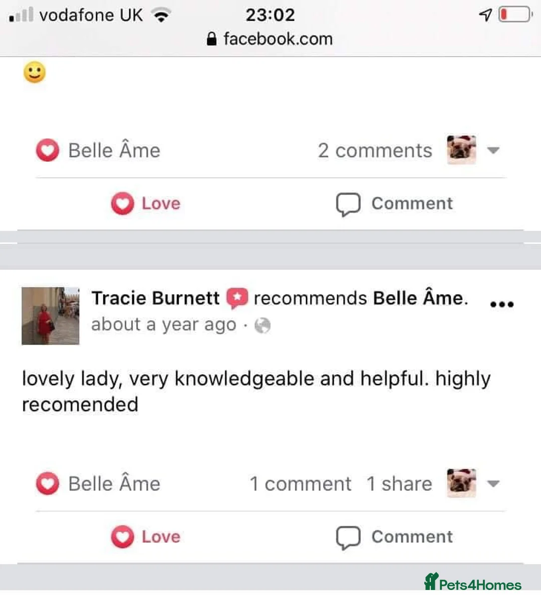 Toy Poodle dogs for stud: Champion Line KC Apricot Toy Poodle Stud in Ringwood - Advert 28