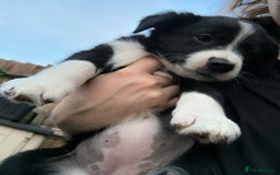Border Collie dogs for sale: Border Collie Puppies - Image 1