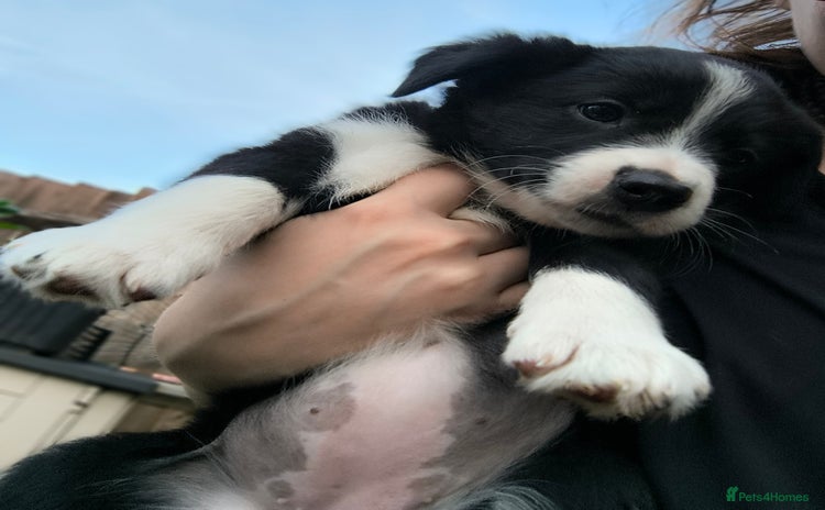 Border Collie dogs - Advert 5