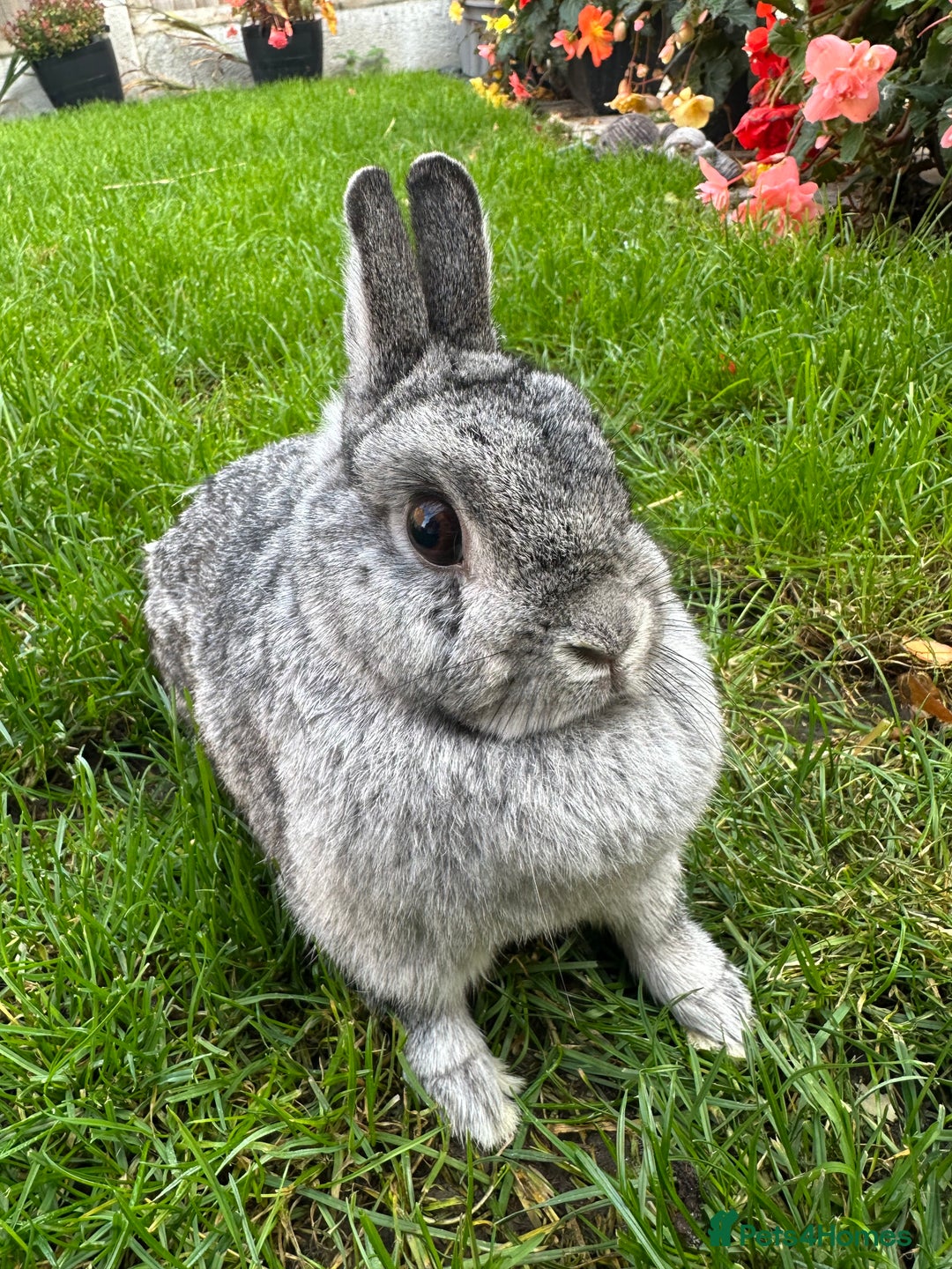 Netherland Dwarf rabbits for sale: Netherland Dwarf Rabbits For Sale  - Image 10