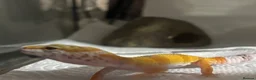 Leopard Gecko reptiles for sale: Baby Leopard Geckos with Equipment – Captive Bred - Advert 11