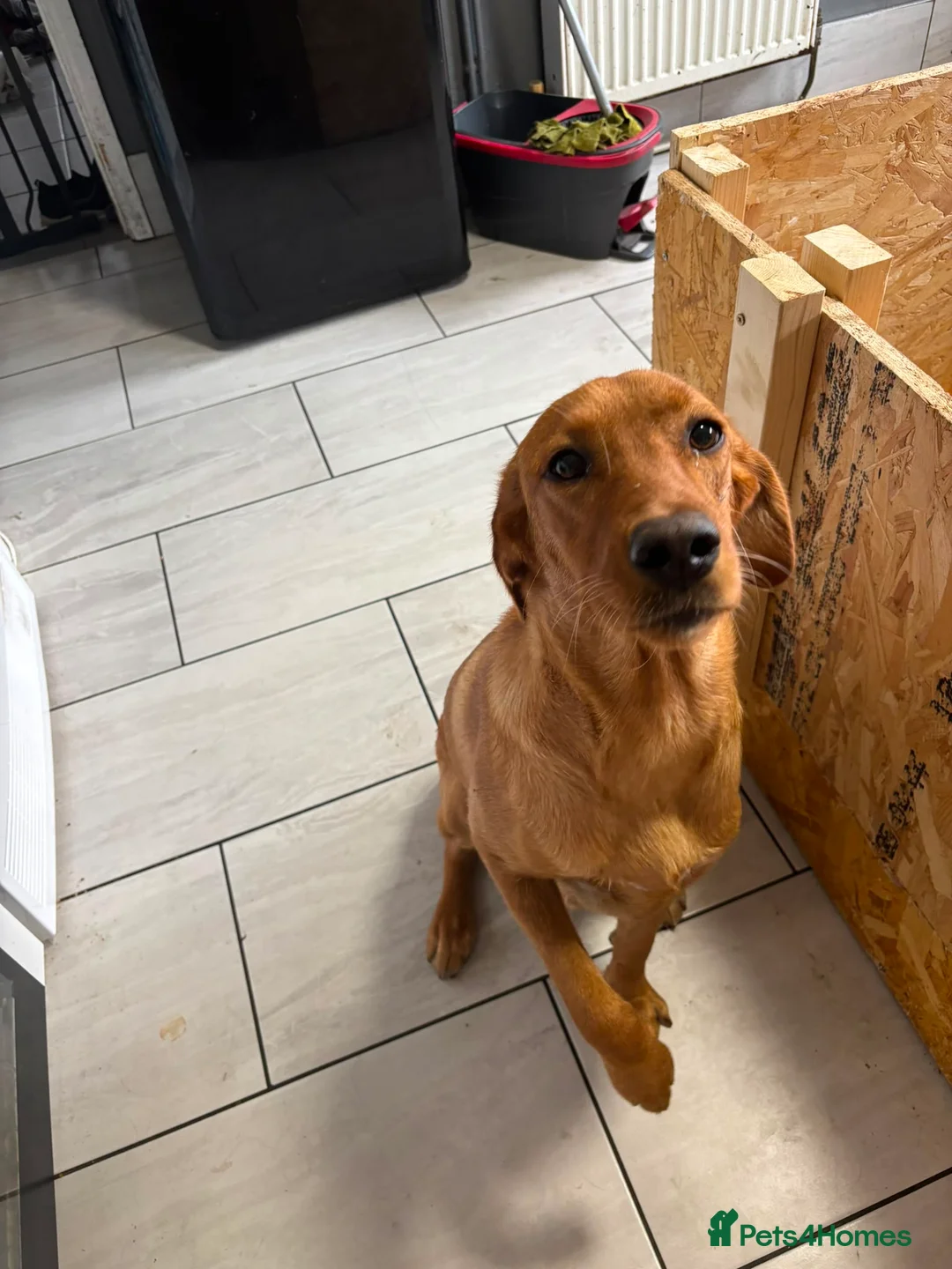 Labradoodle dogs for sale: Fox red labradoodle pups  - Advert 1