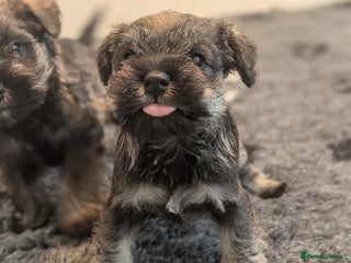 Miniature Schnauzer dogs Fully Health Tested Clear Miniature Schnauzer Boy - Advert 2