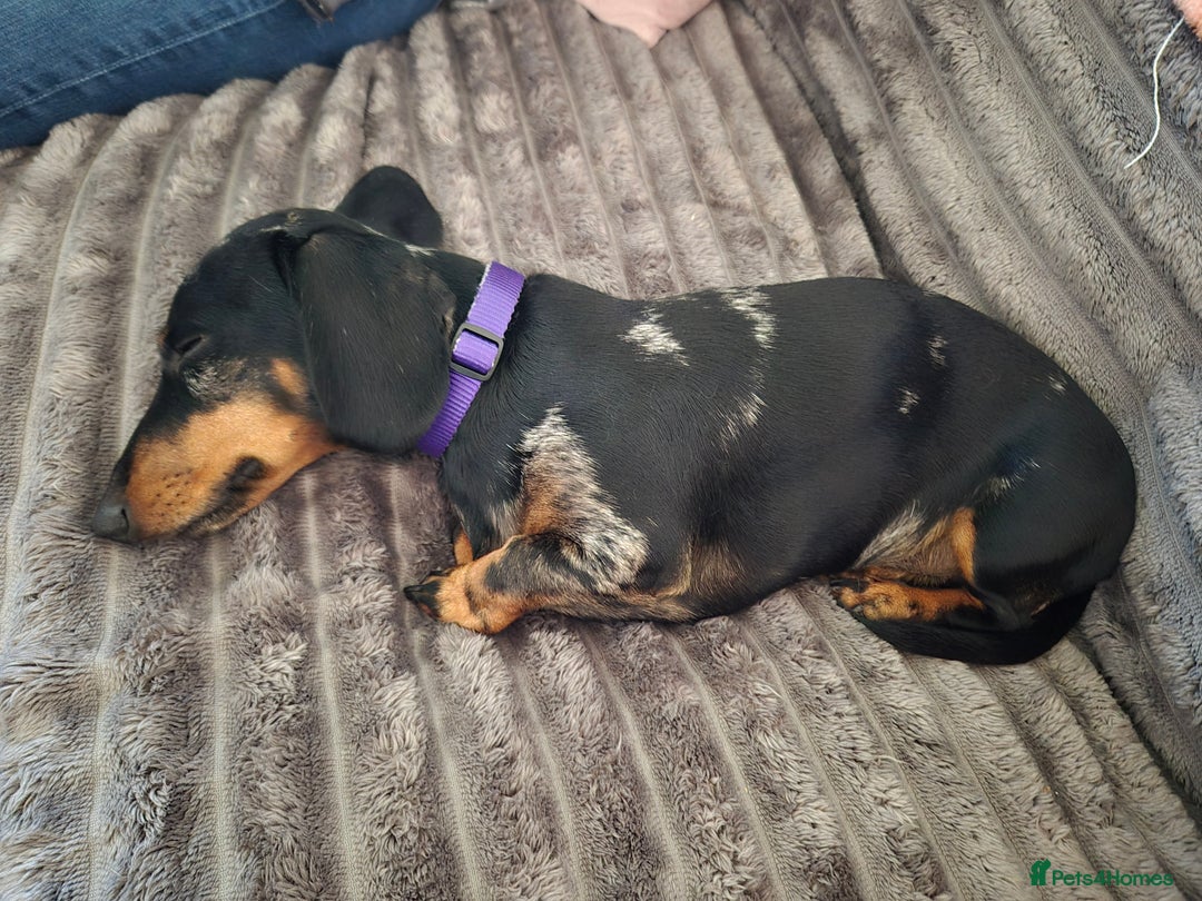 Miniature Dachshund dogs for sale: Mini daschund  - Image 1