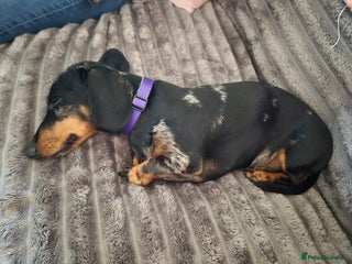 Miniature Dachshund dogs - Advert 11