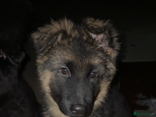German Shepherd dogs OPEN TO OFFERS 3 Purebred GSD puppies - Advert 11