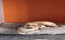 Labrador Retriever dogs for sale: Dottie needs a loving home  - Image 6