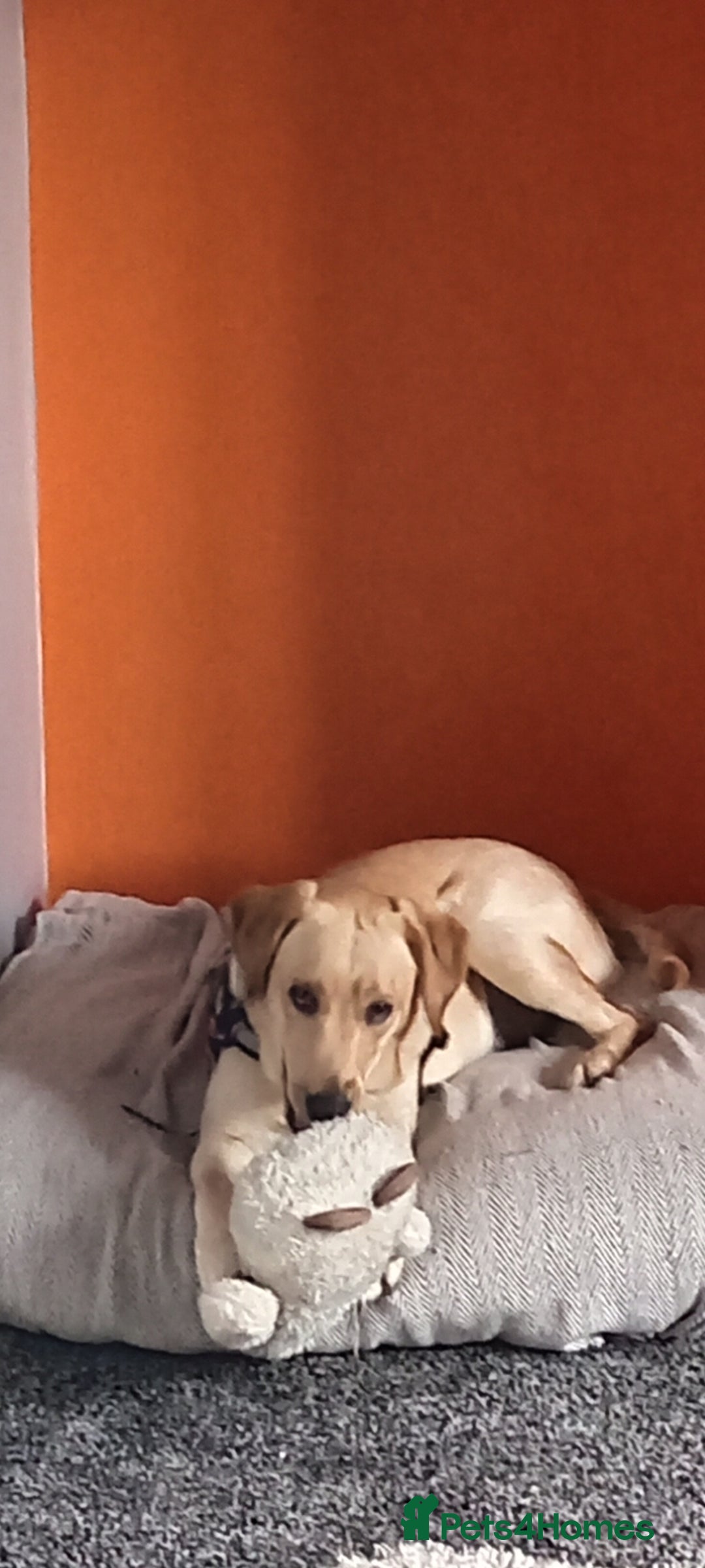 Labrador Retriever dogs for sale: Dottie needs a loving home  - Image 6