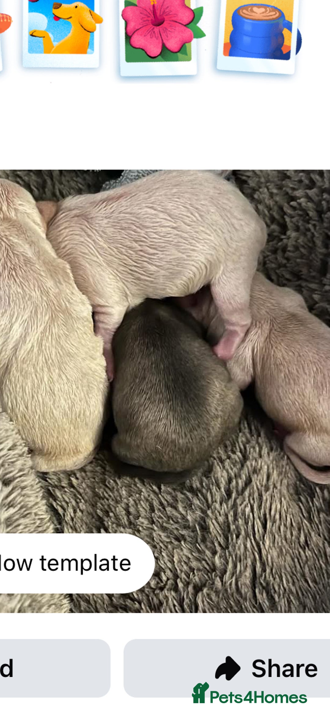 Chihuahua dogs for sale: KC Registered Chihuahua puppies available  - Advert 4