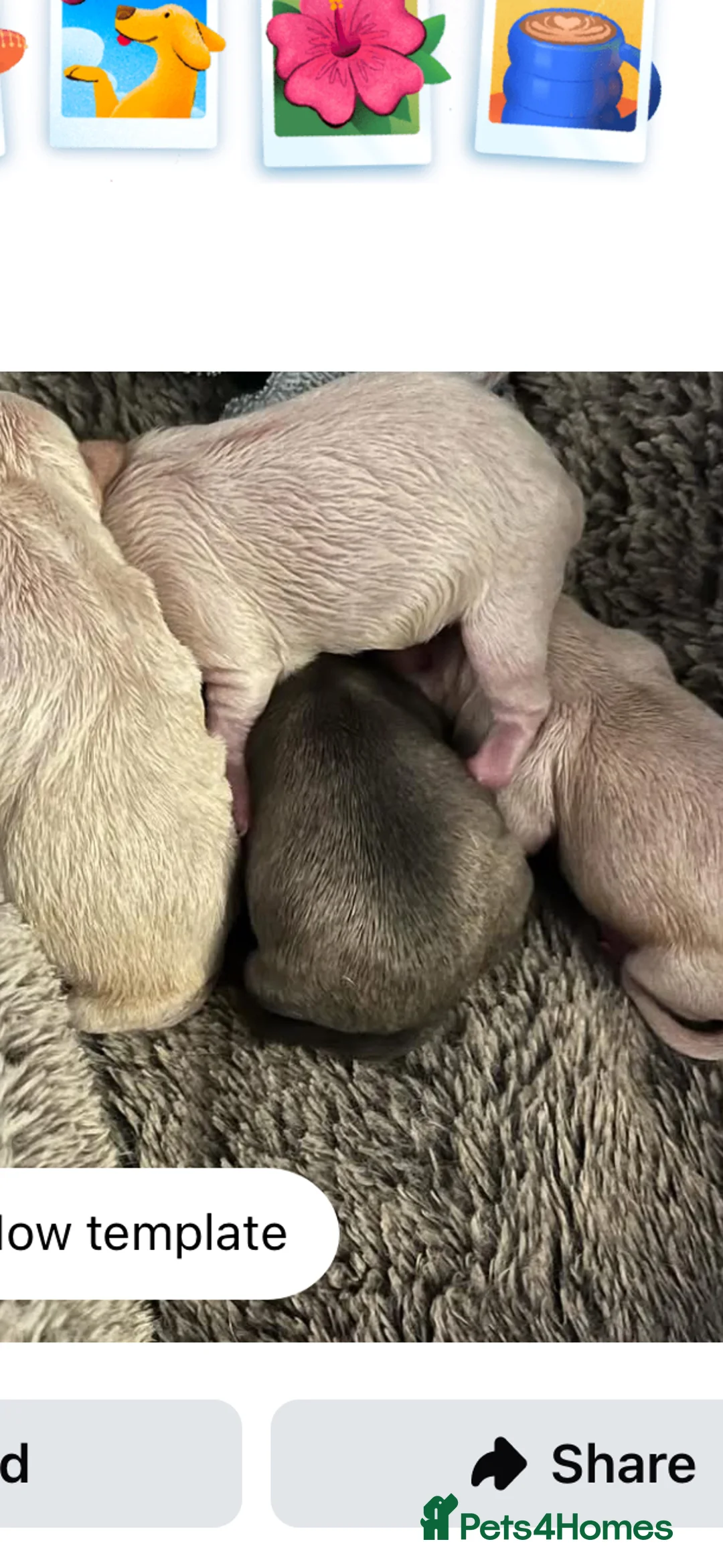 Chihuahua dogs for sale: Only 3 KC Registered perfect boys available  - Advert 14