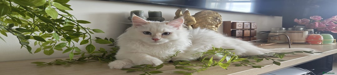 Siberian Kitten 2 Duplo