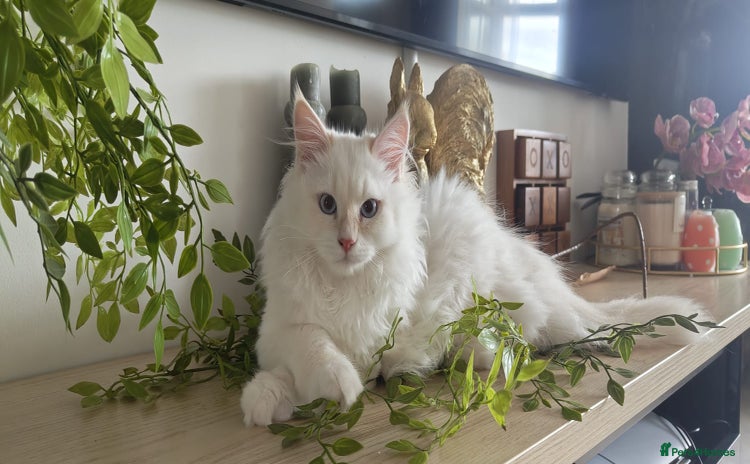 Siberian cats - Advert 7