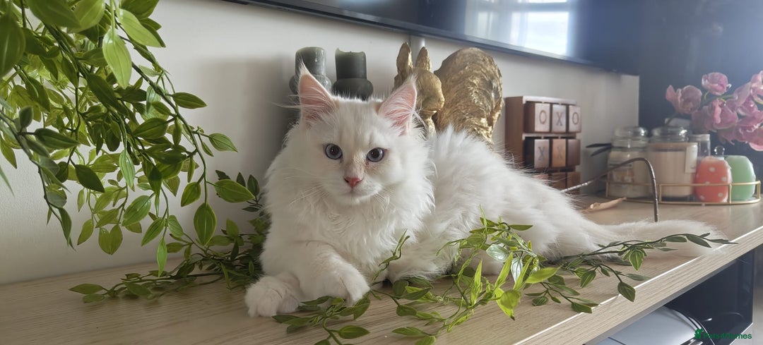 Siberian cats for sale: Adorable Neva Masquerade boys - Image 1
