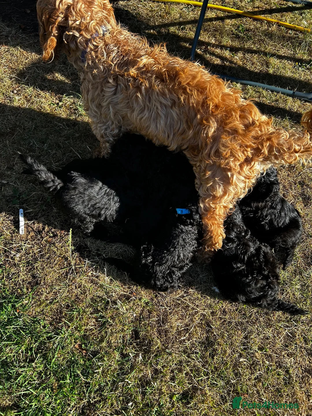 Cockapoo dogs for sale: Cockapoo .. Gorgeous jet black cockapoo puppies. - Advert 1