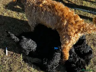 Cockapoo dogs Cockapoo .. Gorgeous jet black cockapoo puppies. - Advert 2
