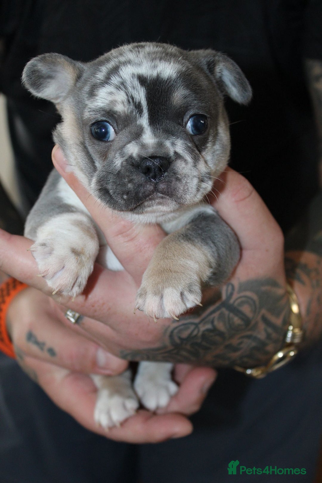 French Bulldog dogs for sale: French Bulldog Merles carrying fluffy ready to go. - Advert 13