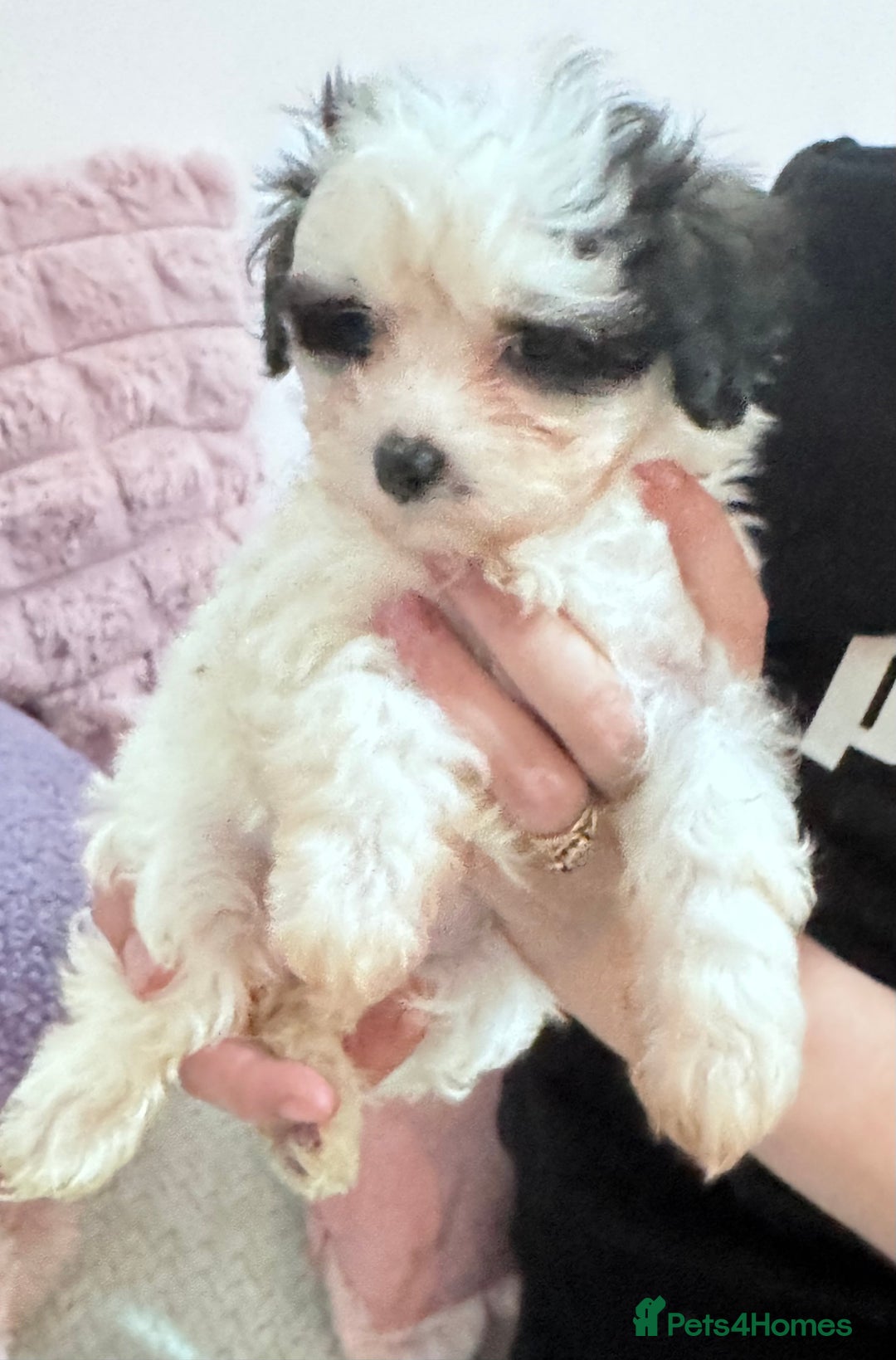 Bichon Frise dogs for sale: Adorable Puppies Ready for Their Forever Homes  - Image 20