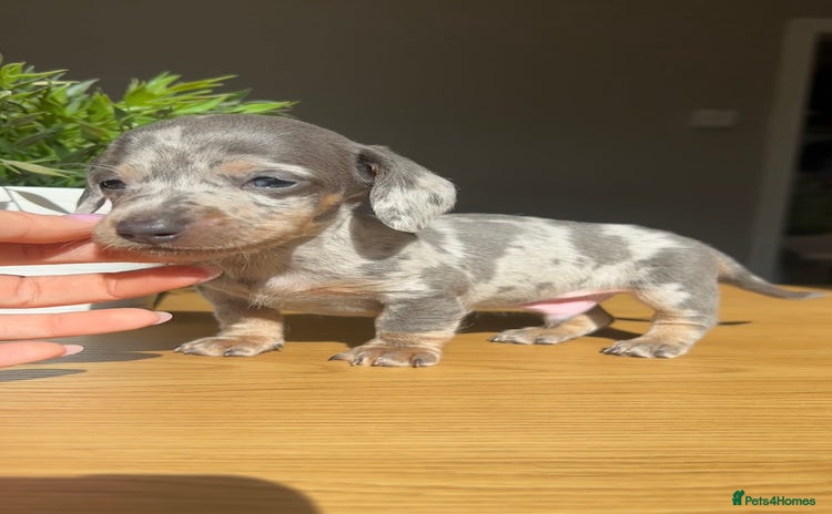 Miniature Dachshund dogs - Advert 2
