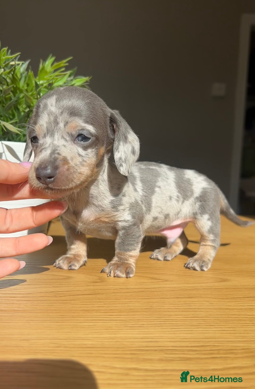 Miniature Dachshund dogs for sale: Perfecf kc true miniature dachshunds - Image 9