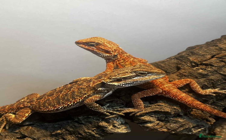 Bearded Dragon reptiles in Bournemouth - Advert 14