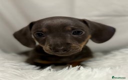 Miniature Dachshund dogs for sale: Stunning miniature dachshunds - Image 8