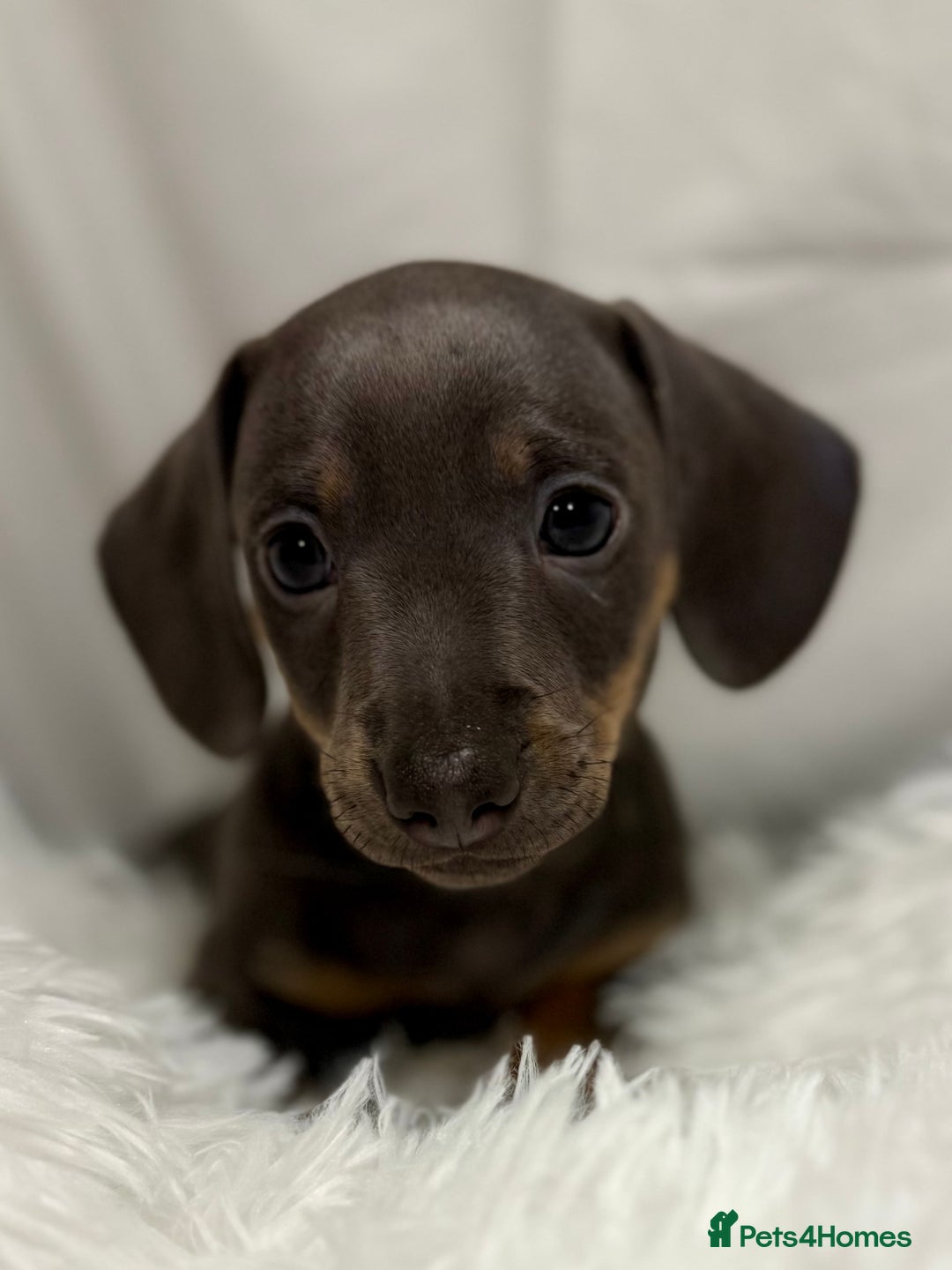 Miniature Dachshund dogs for sale: Stunning miniature dachshunds - Image 8