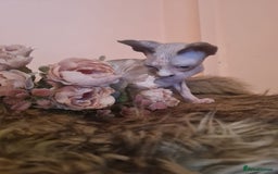 Sphynx cats for sale: Sphynx girl kitten for sale - Image 15