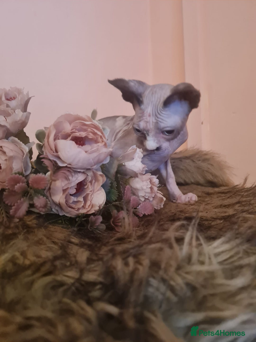 Sphynx cats for sale: Sphynx girl kitten for sale - Image 15