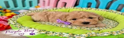 Maltipoo dogs for sale: Beautiful F1 Maltipoo Puppies  - Advert 5