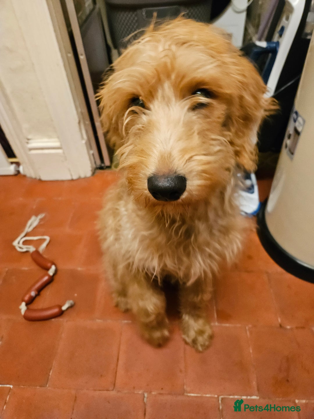 Labradoodle dogs for sale: Ted the Labradoodle  - Advert 2