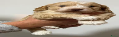 Cockapoo 4