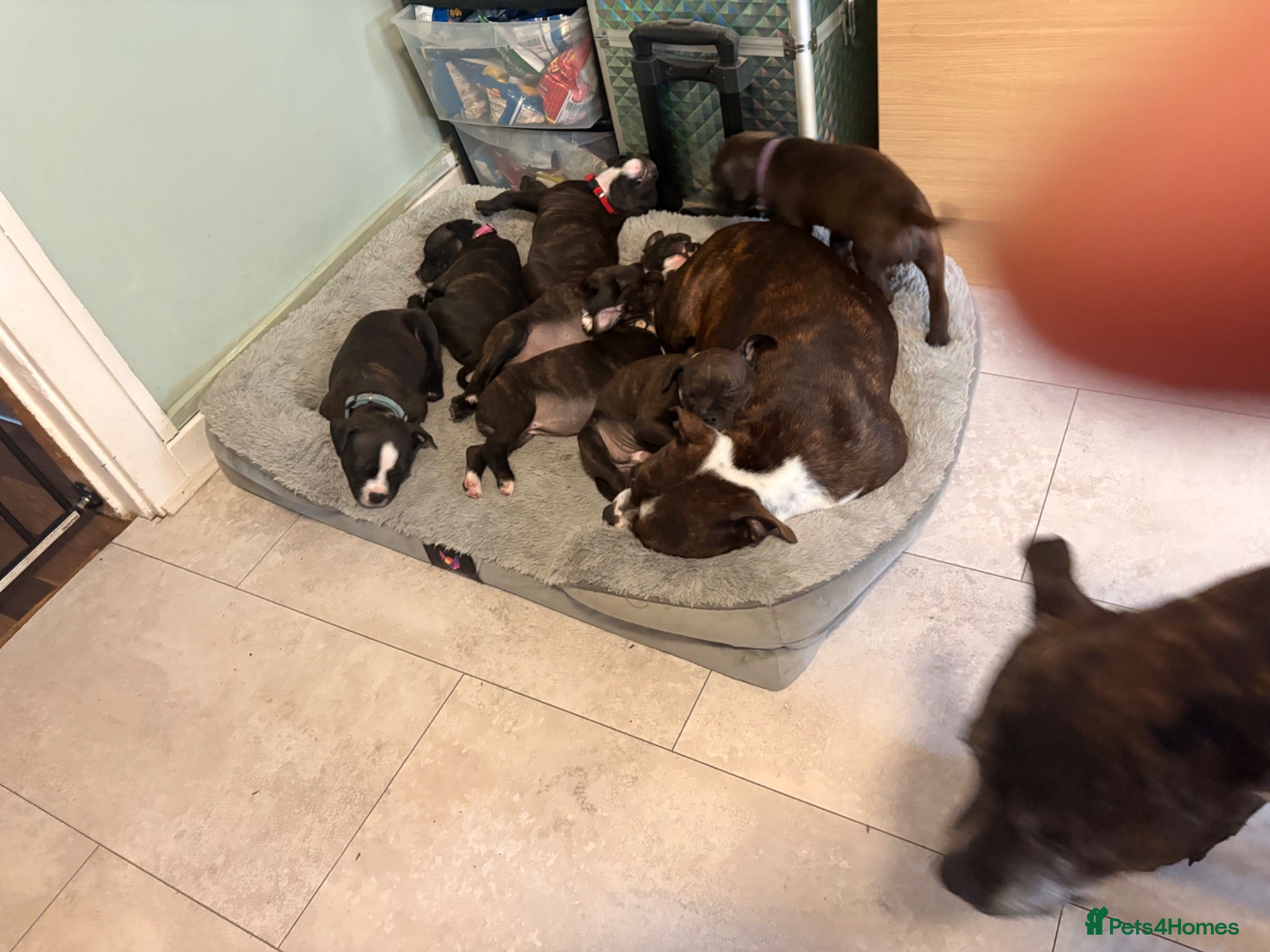 Staffordshire Bull Terrier dogs Beautiful Staffy pups - Advert 8