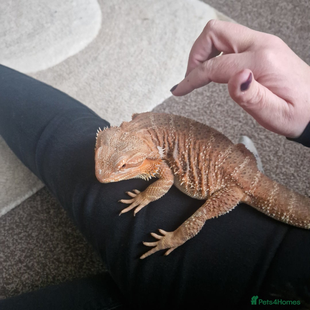 Bearded Dragon reptiles for sale: Bearded dragon with enclosure and stand  - Advert 2