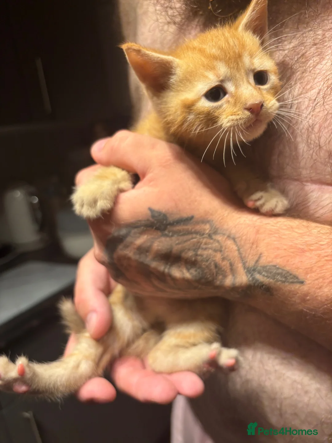 Mixed Breed cats for sale: Tortoiseshell kittens/ginger tabby’s for sale  in Burntwood - Advert 2