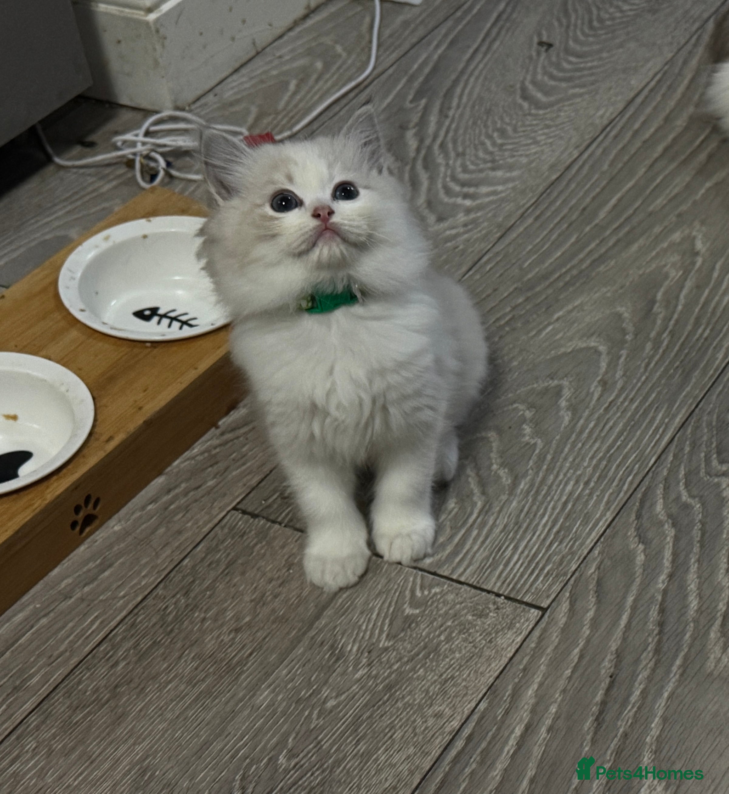 Ragdoll cats Pure Ragdoll kitten, female,ready now  - Advert 9